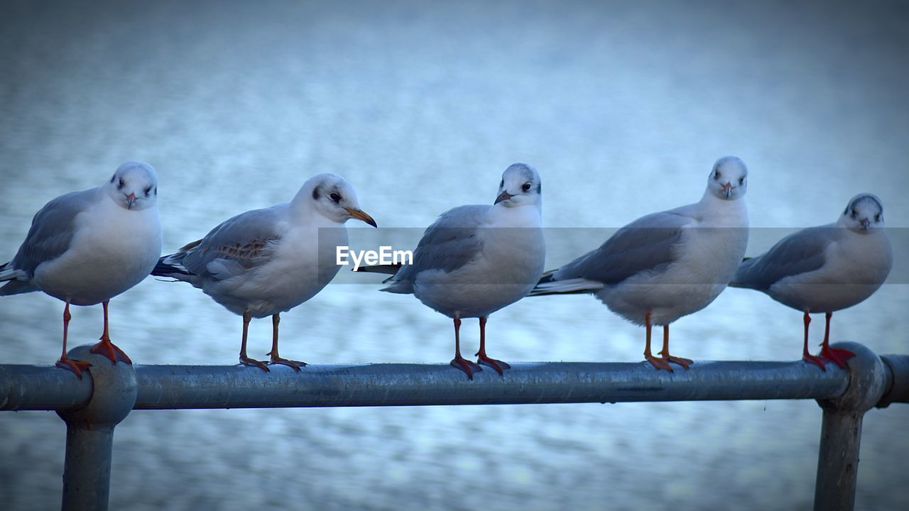 SEAGULLS PERCHING ON SHORE AGAINST SEA