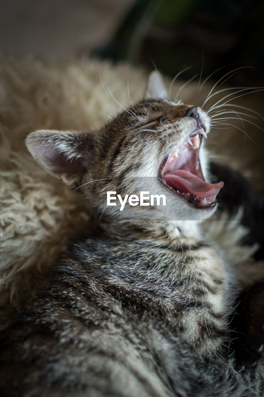 CLOSE-UP OF YAWNING CAT