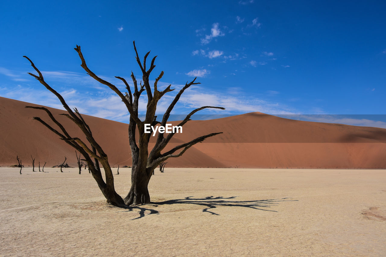 Bare tree at desert against blue sky