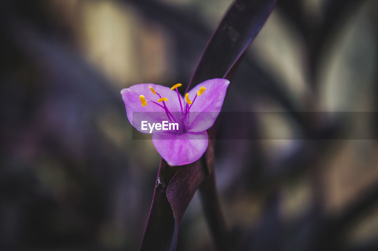 Close-up of purple flower