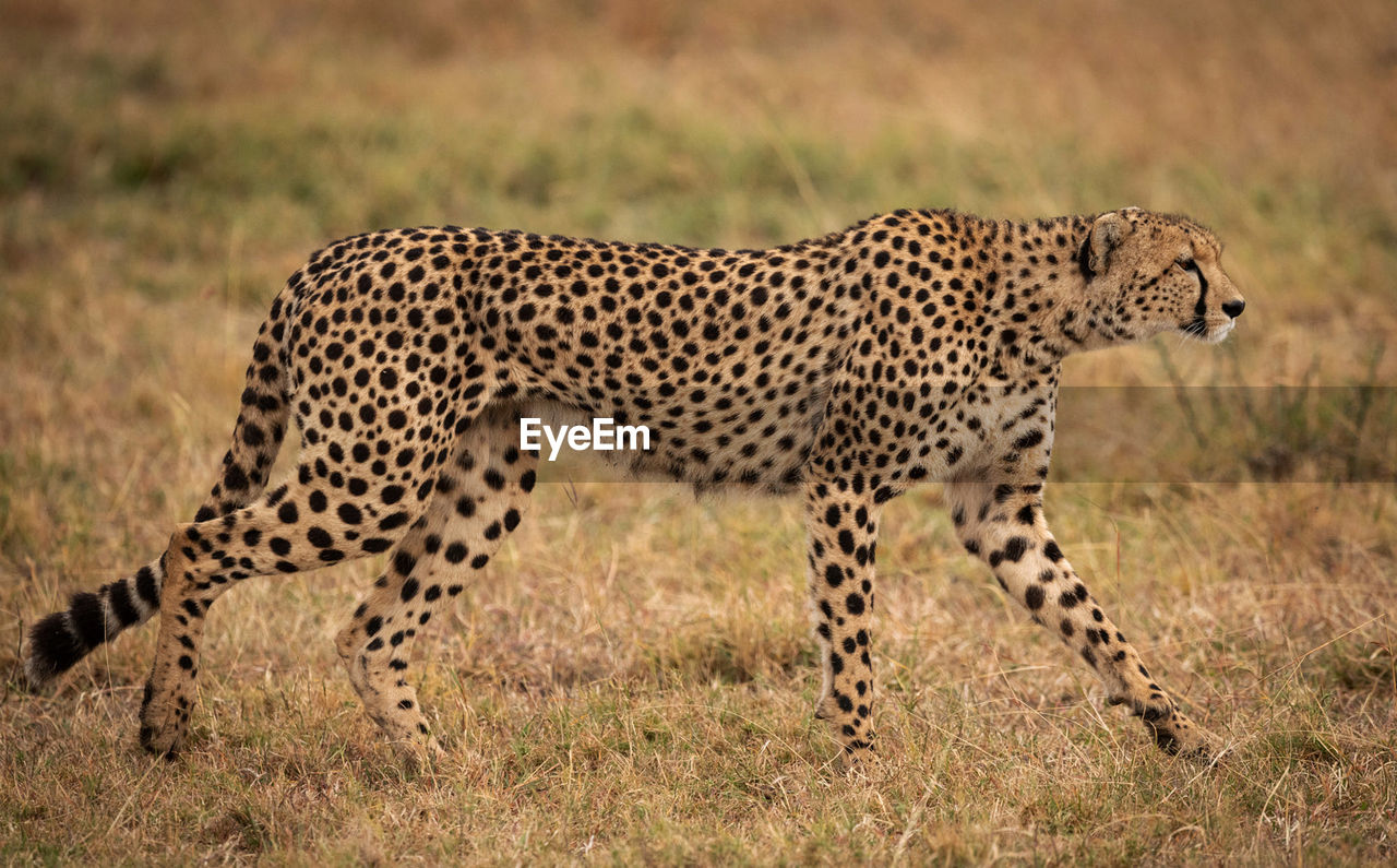 Full length of a cat on field