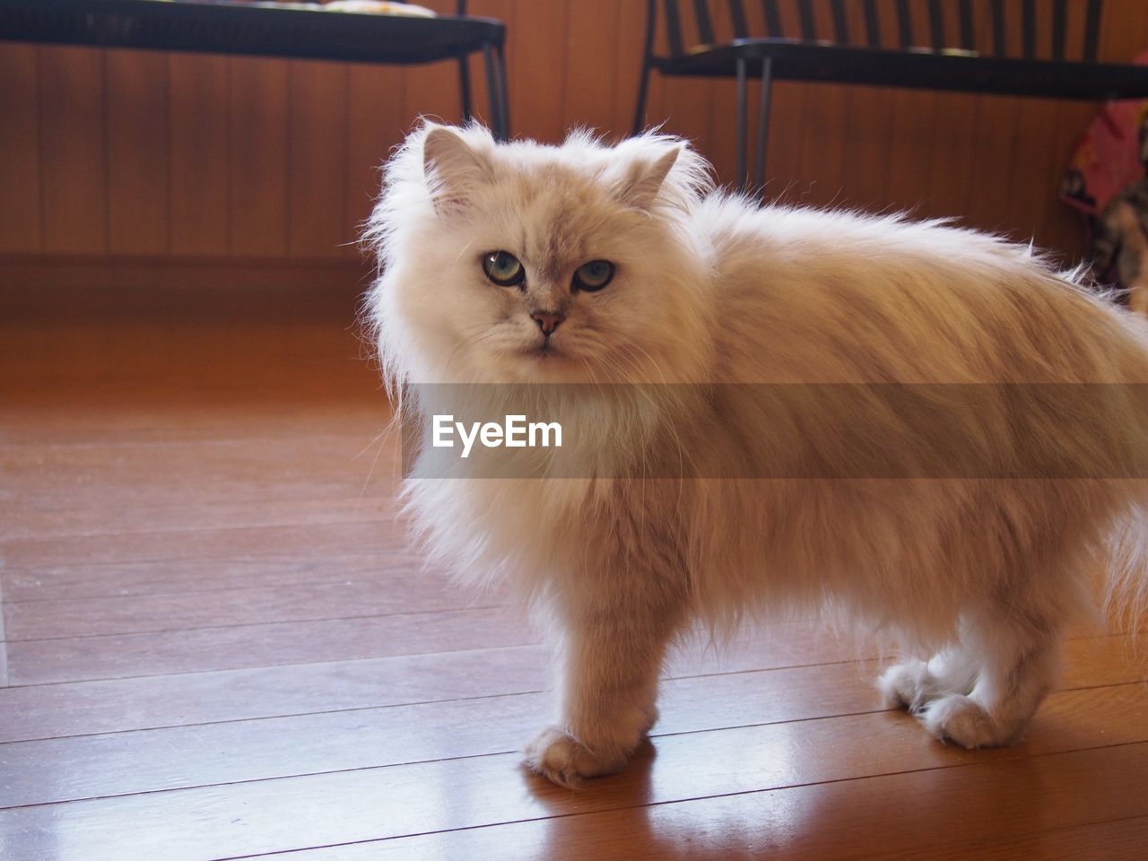 Close-up of cat at home