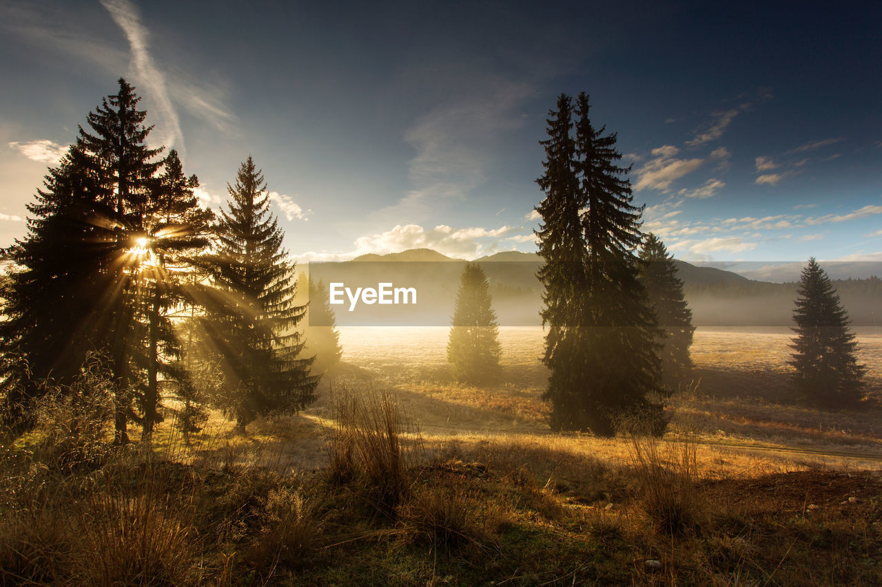 Trees on land against sky during sunset