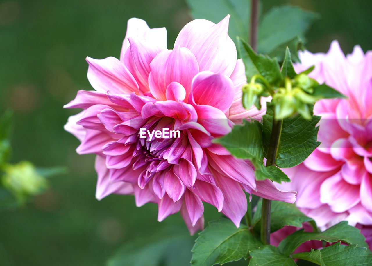 flower, flowering plant, plant, freshness, beauty in nature, pink, petal, close-up, flower head, nature, fragility, inflorescence, plant part, leaf, dahlia, growth, no people, focus on foreground, springtime, green, outdoors, magenta, day