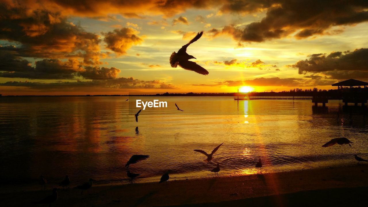 SILHOUETTE BIRD FLYING OVER SEA AGAINST SKY