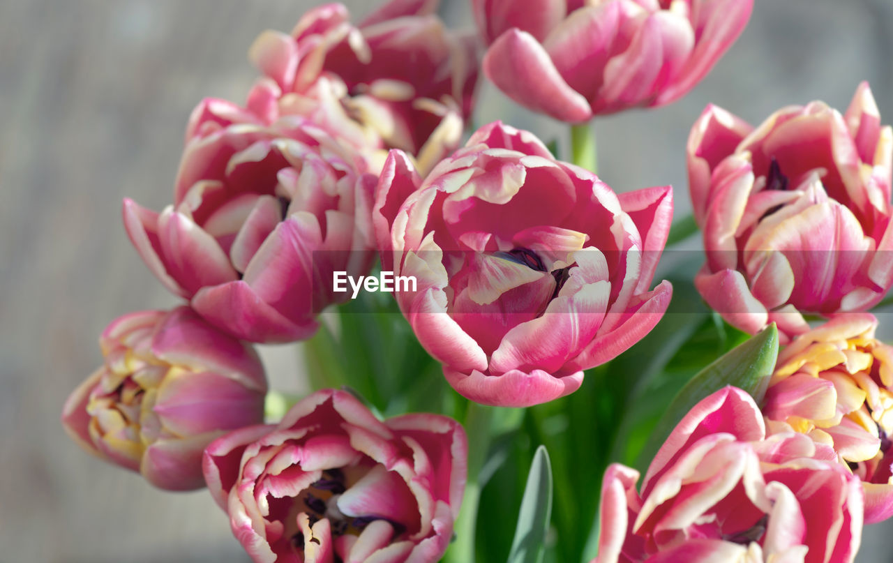 Closeup of beautiful pink double-flowered tulip flowers isolated on clear background