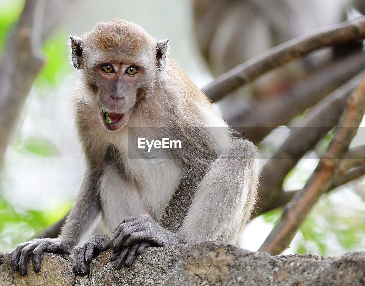  portrait of monkey looking at camera