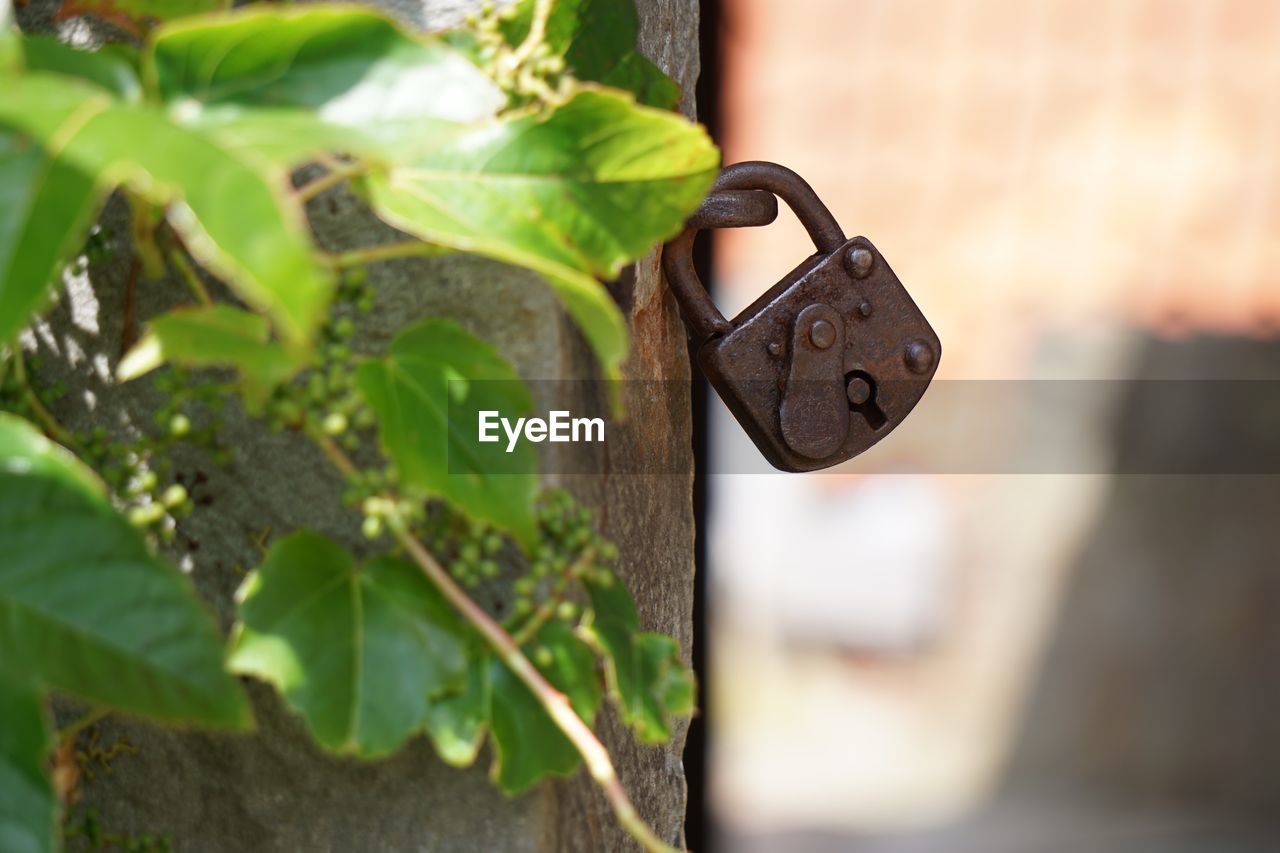 Close-up of plant by rusty padlock on door