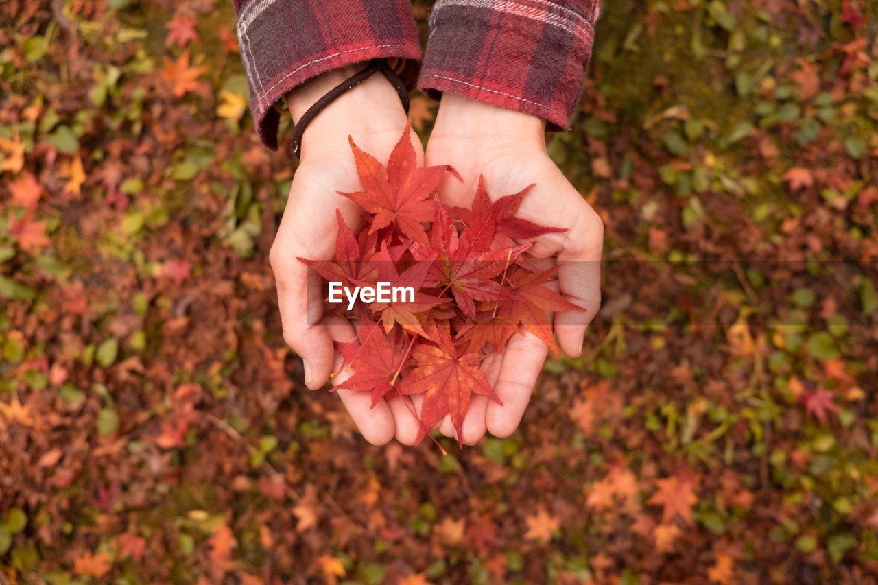 Cropped image of hand holding orange leaves during autumn