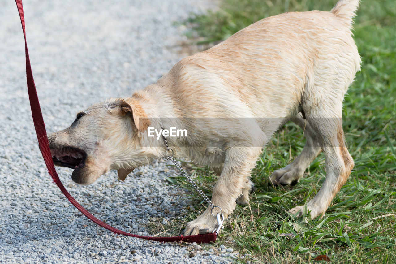 Close-up of puppy with pet leash on field