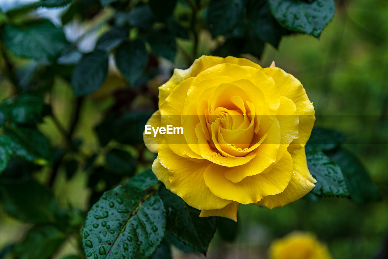 CLOSE-UP OF YELLOW ROSE IN BLOOM