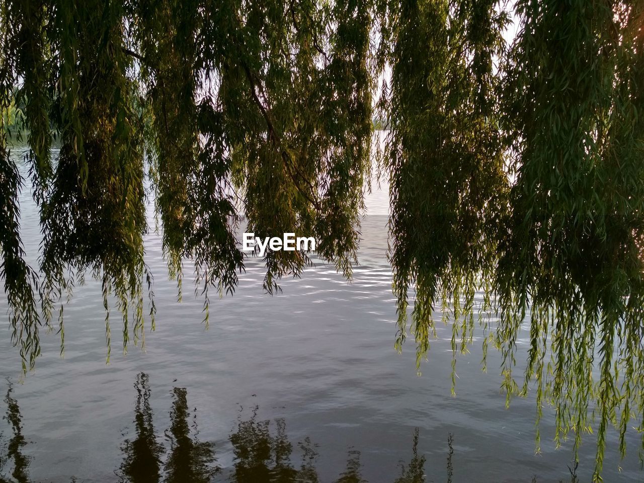 REFLECTION OF TREES IN LAKE WATER