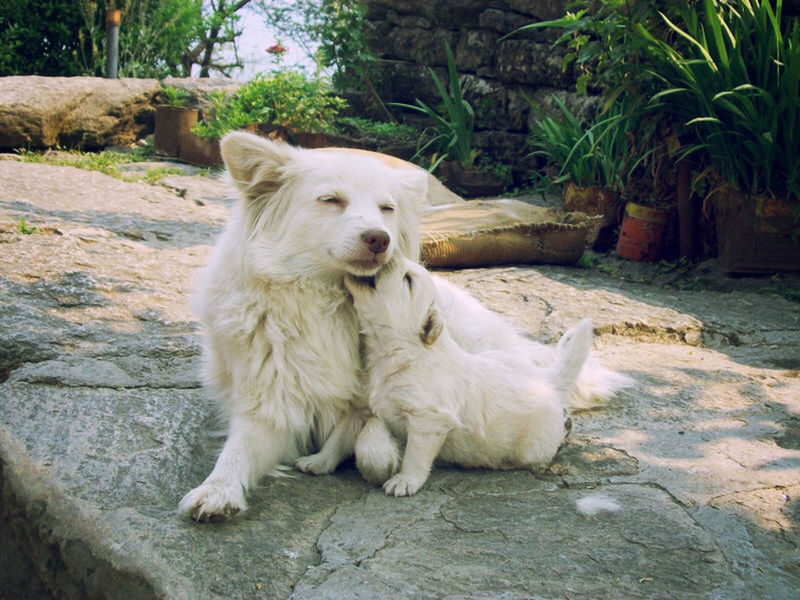 DOG LOOKING AWAY