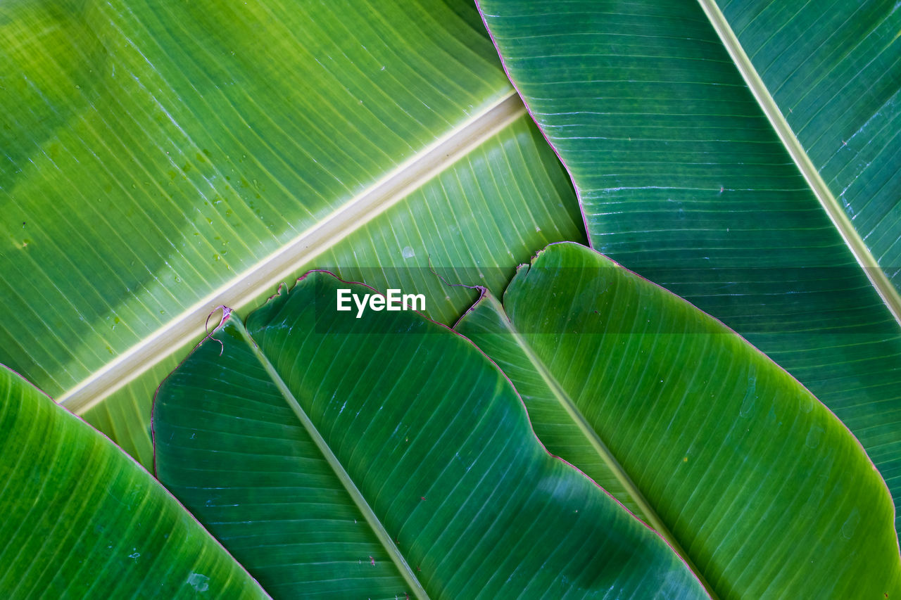 FULL FRAME SHOT OF LEAF WITH PALM LEAVES