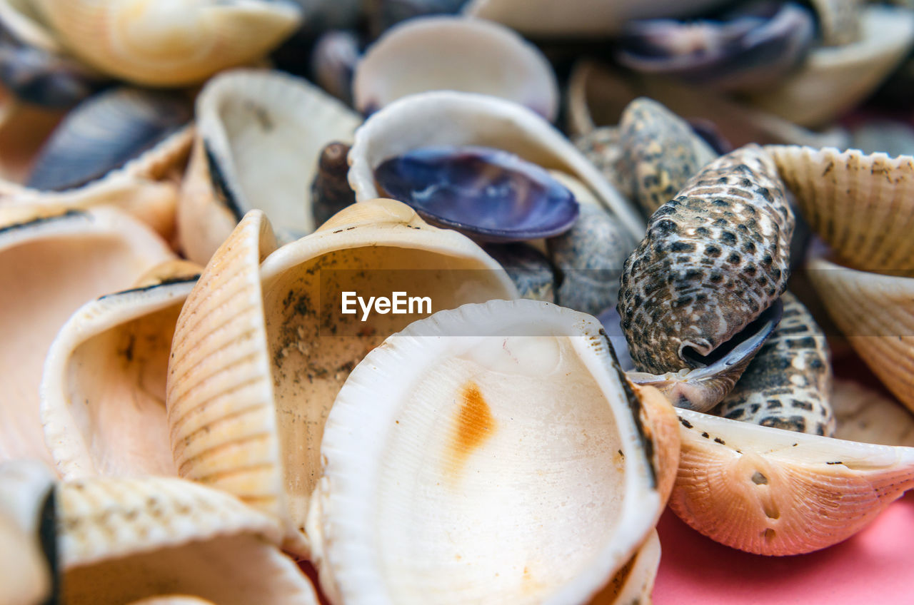 Collection of seashells on pink background