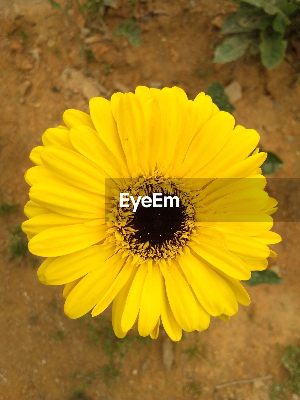 CLOSE-UP OF YELLOW FLOWER IN WATER