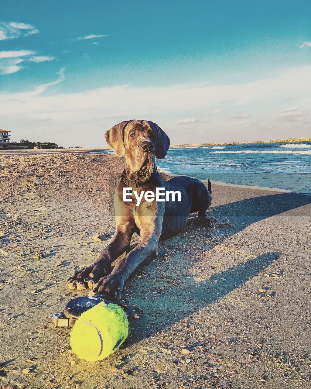 Dog standing on beach