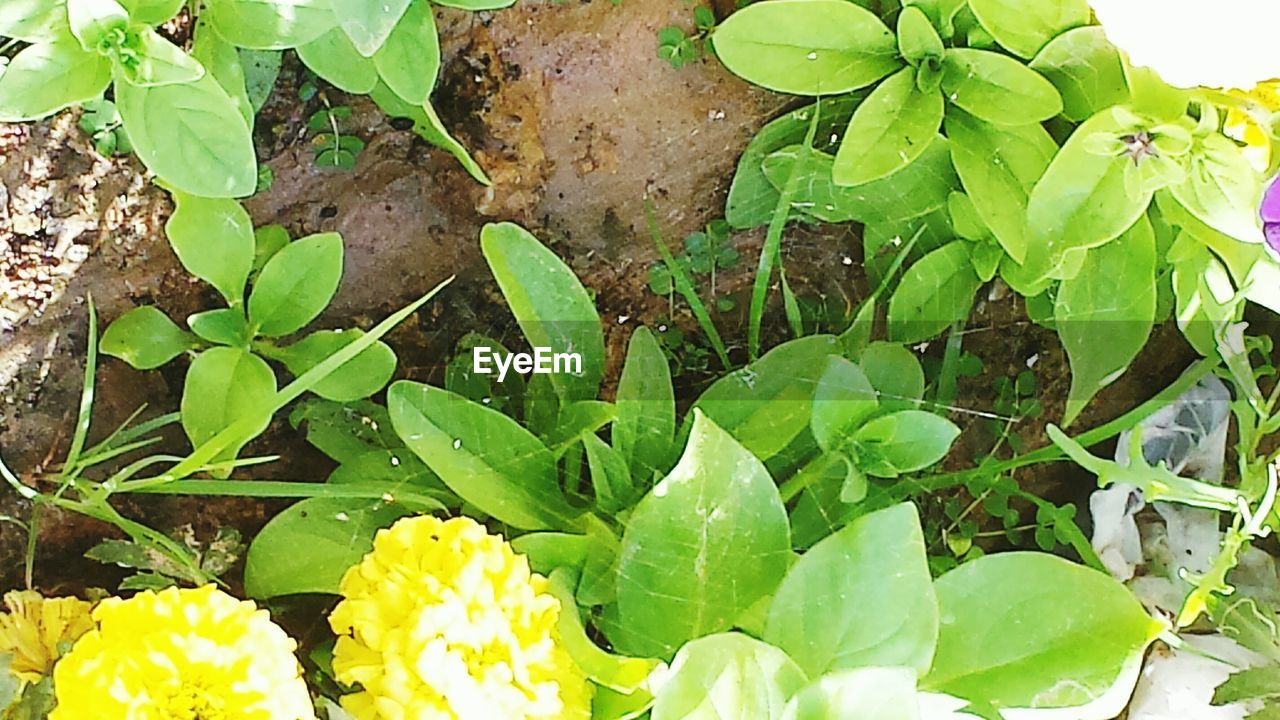 PLANTS GROWING ON A TREE