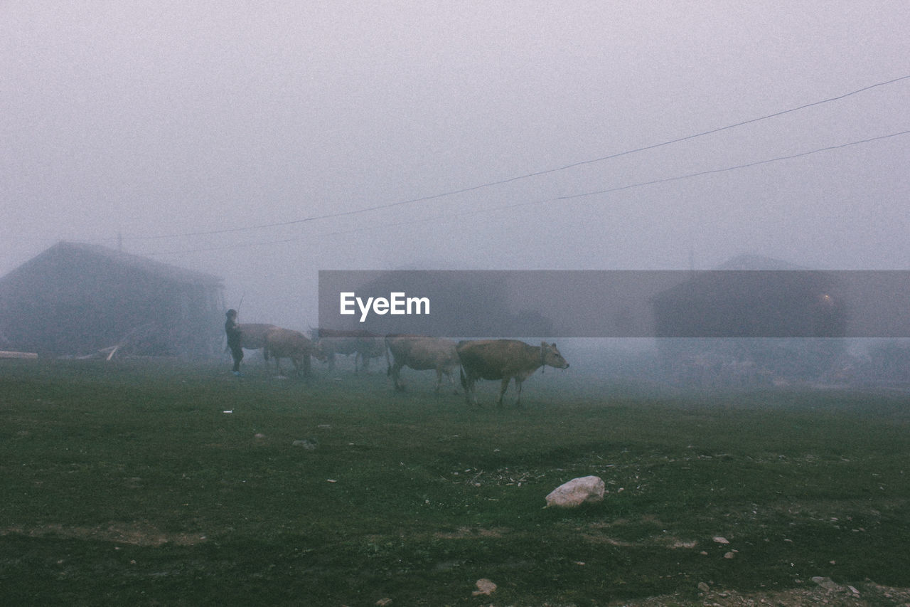 HORSE GRAZING IN FIELD