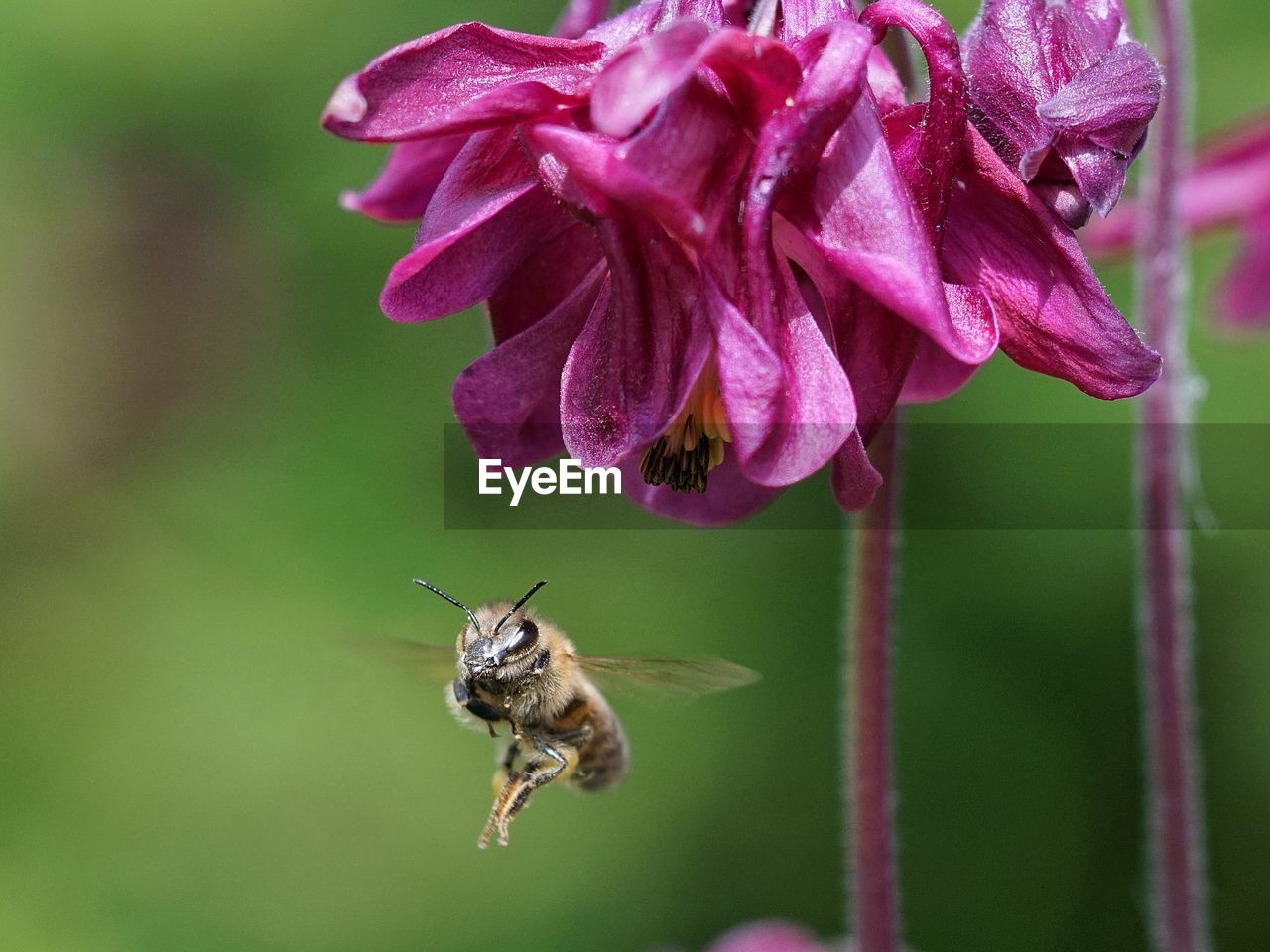 Close-up of bee pollinating on flower