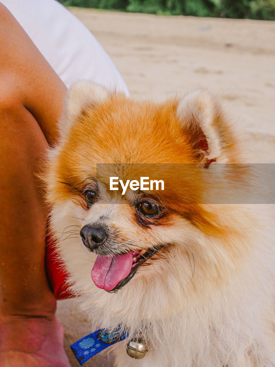 CLOSE-UP OF DOG STICKING OUT TONGUE ON MAN