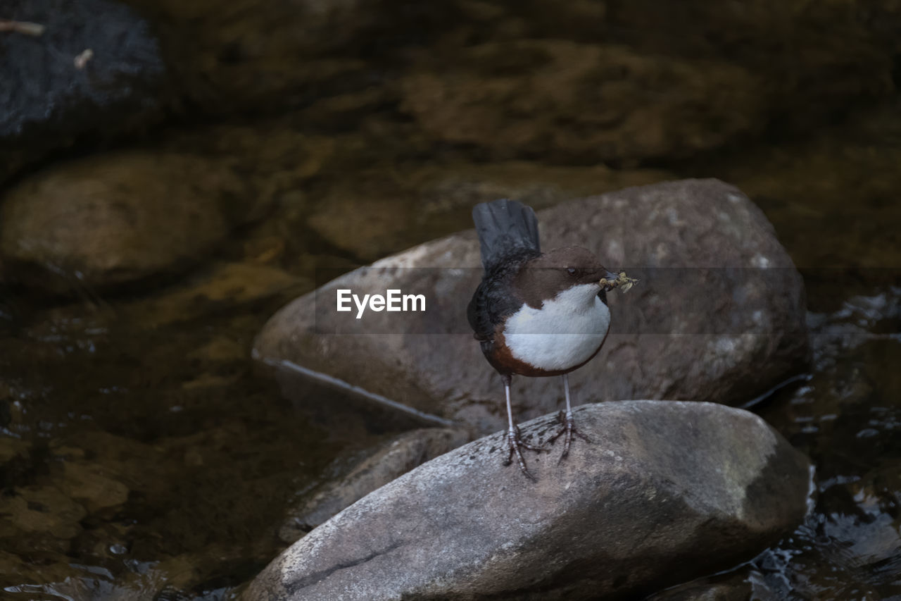 High angle view of white-throated dipper holding prey in beak