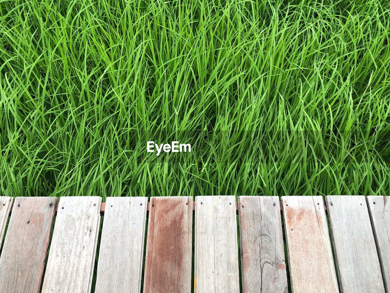 The mock-up landscape with rice fields that grow green rice 