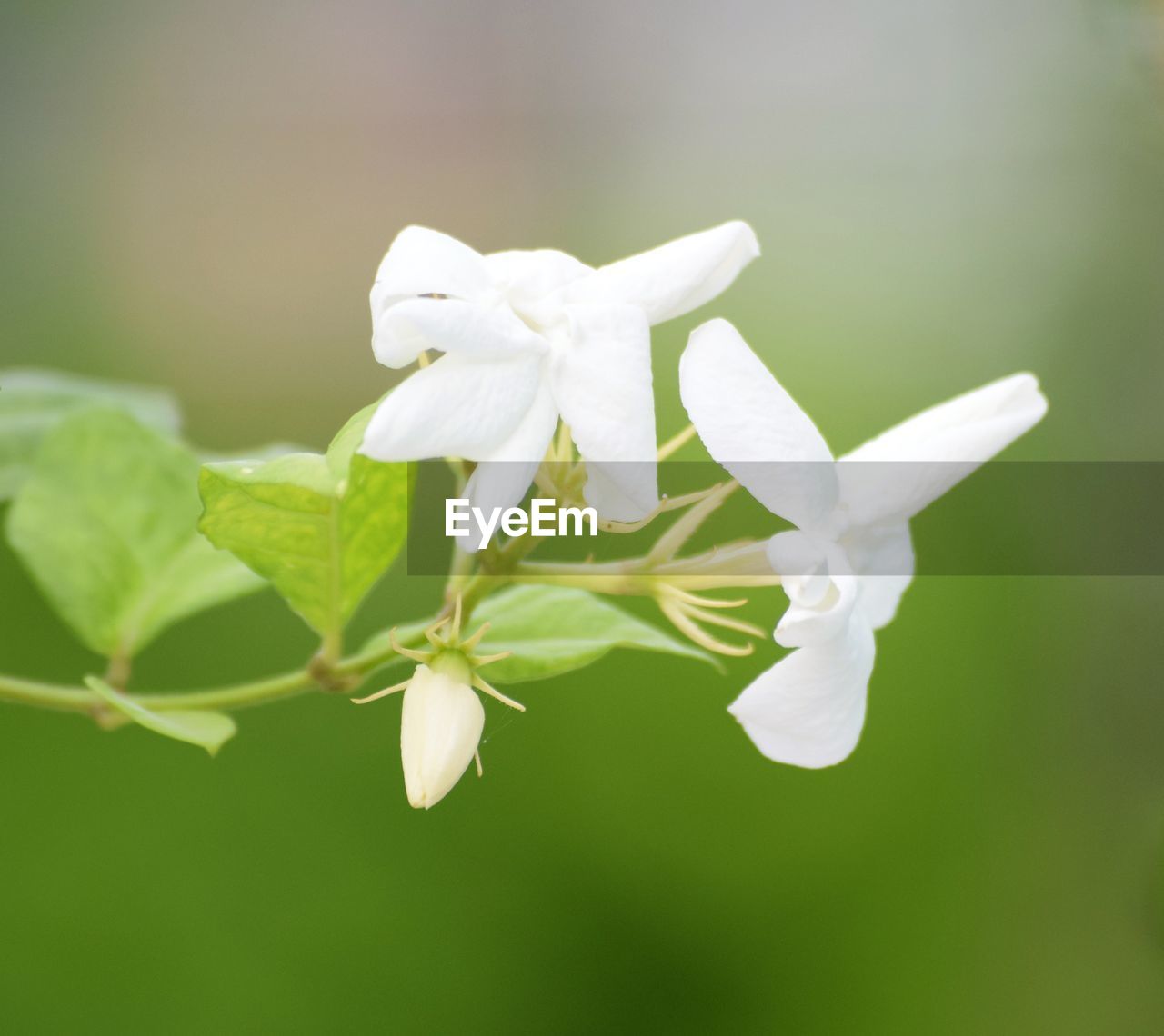 CLOSE-UP OF WHITE FLOWERS BLOOMING