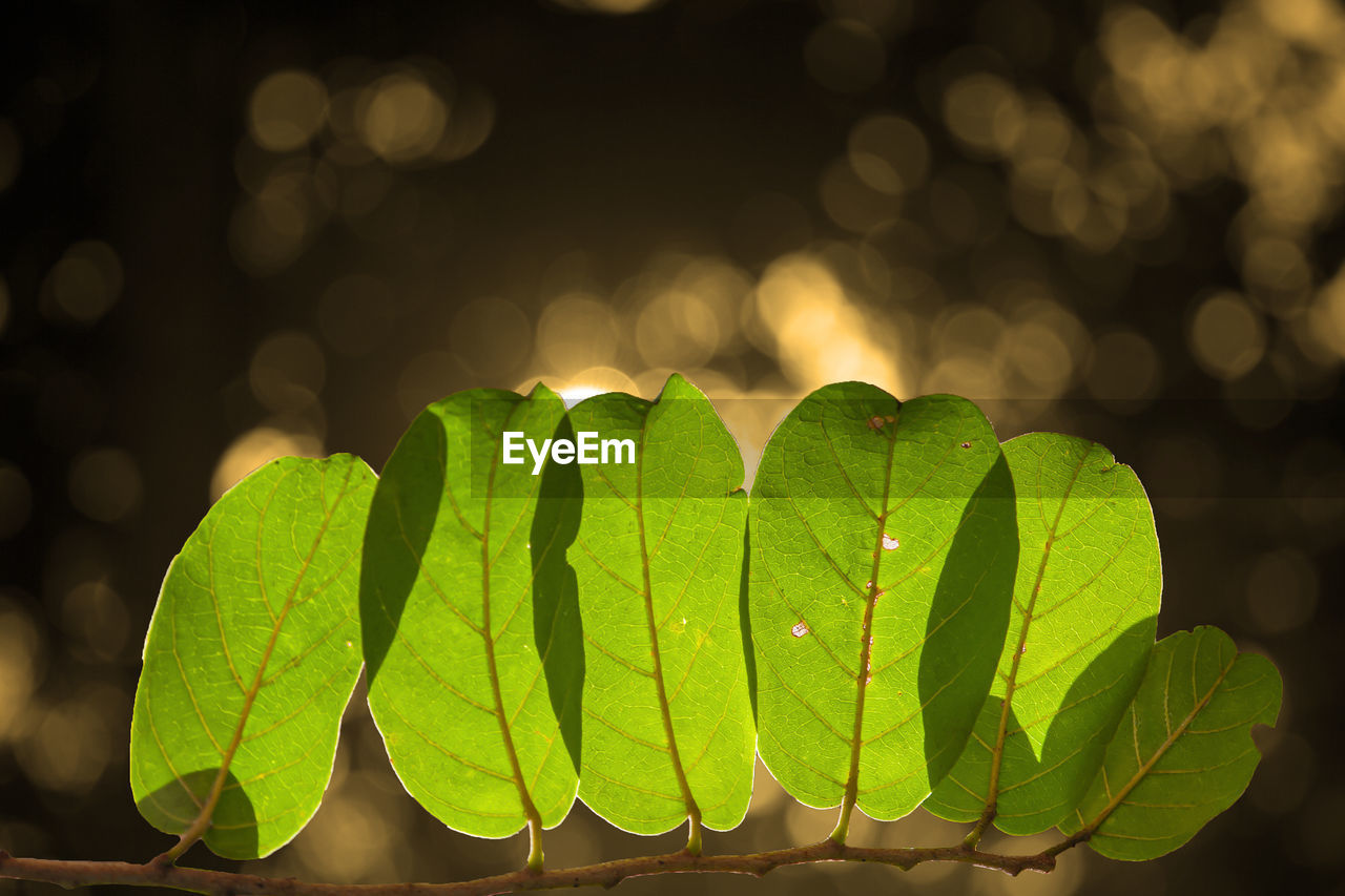 Close-up of leaves and bokeh background