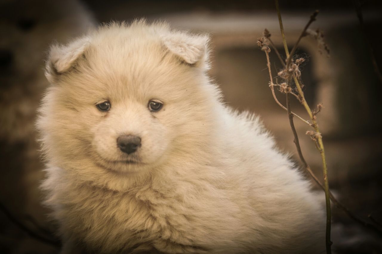 Close-up portrait of a dog