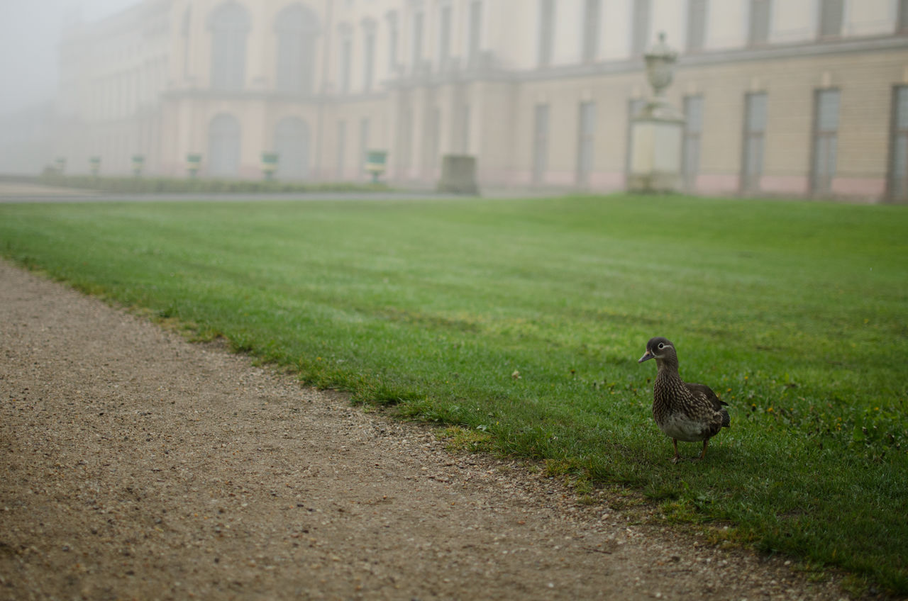 Bird on grassy field