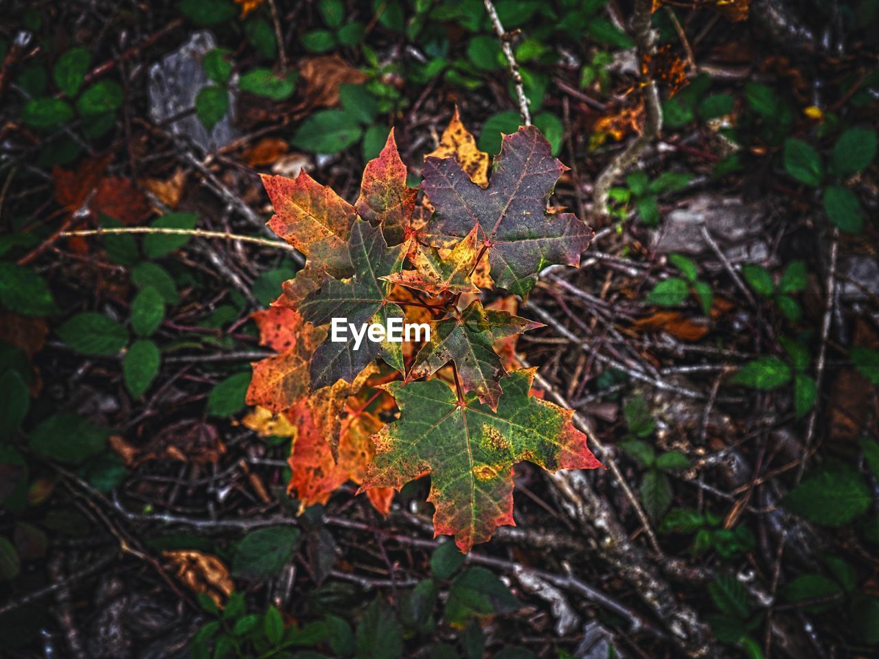 High angle view of maple leaves on tree in forest