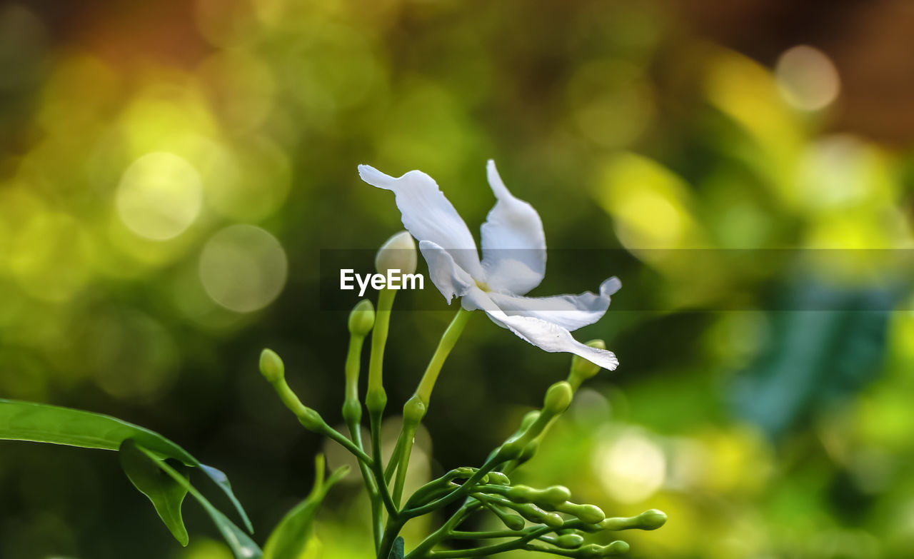 Close-up of white flower blooming outdoors