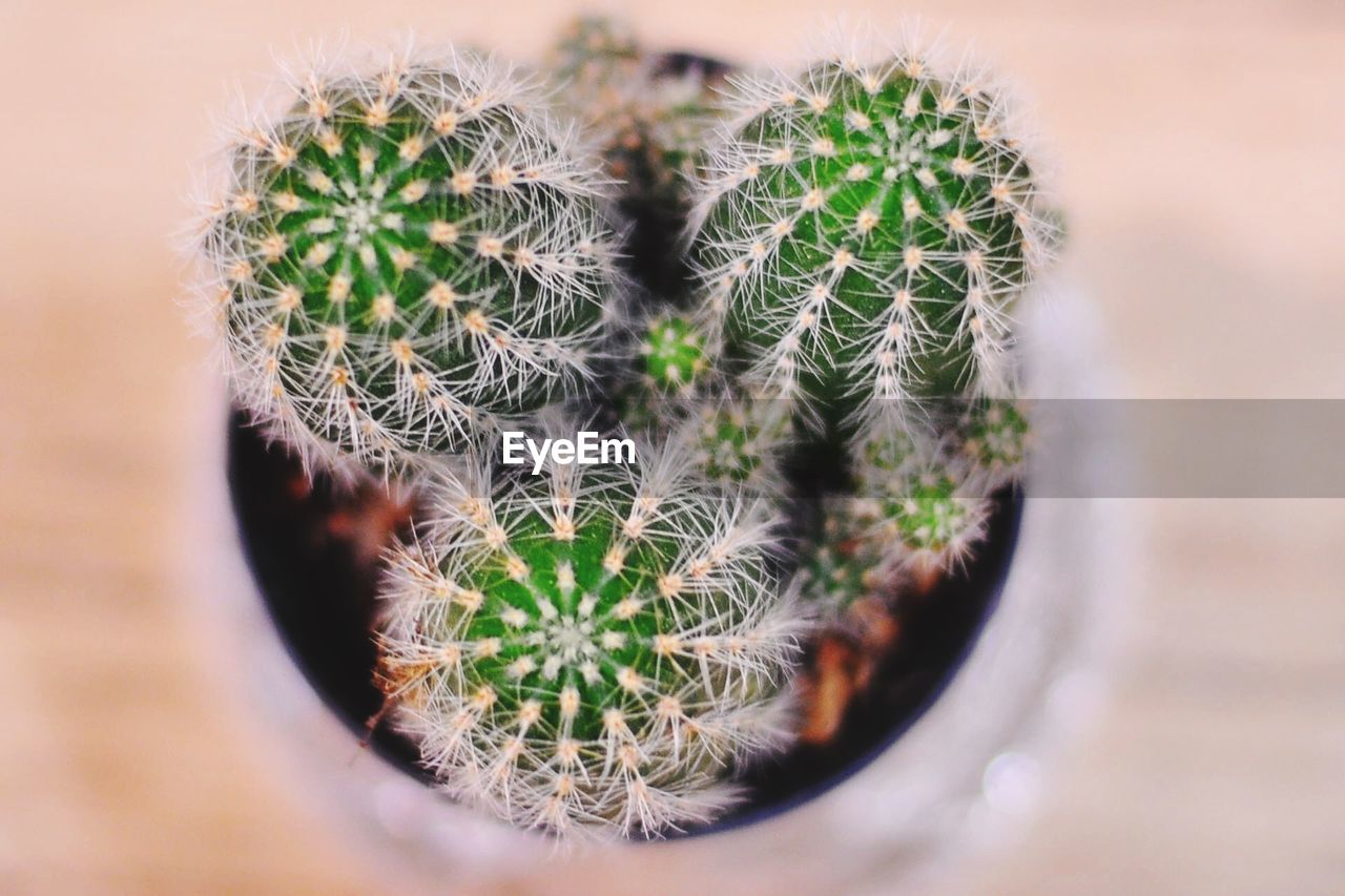 Close-up of potted cactus on table