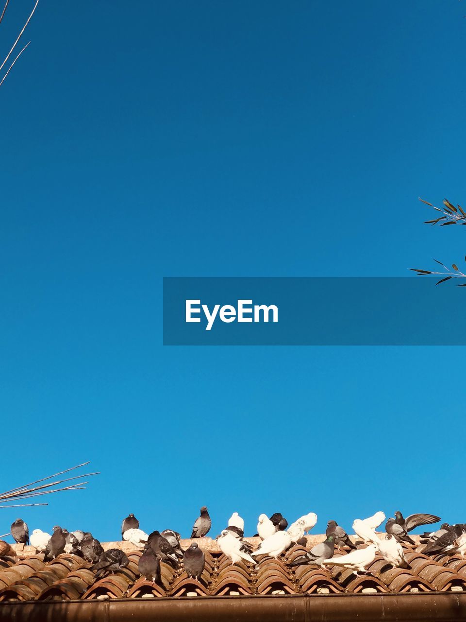 LOW ANGLE VIEW OF BIRDS AGAINST SKY