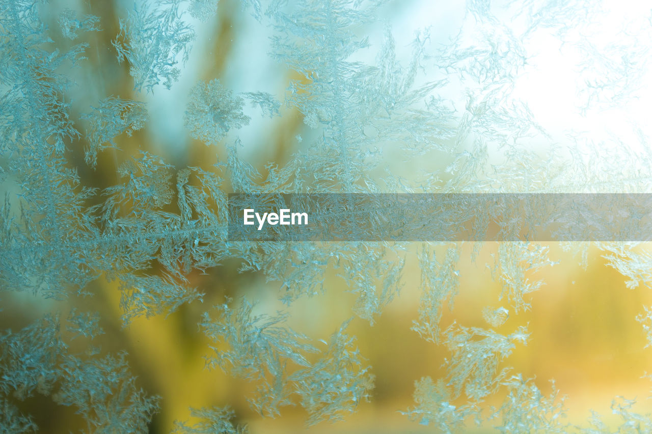 CLOSE-UP OF FROZEN PLANT