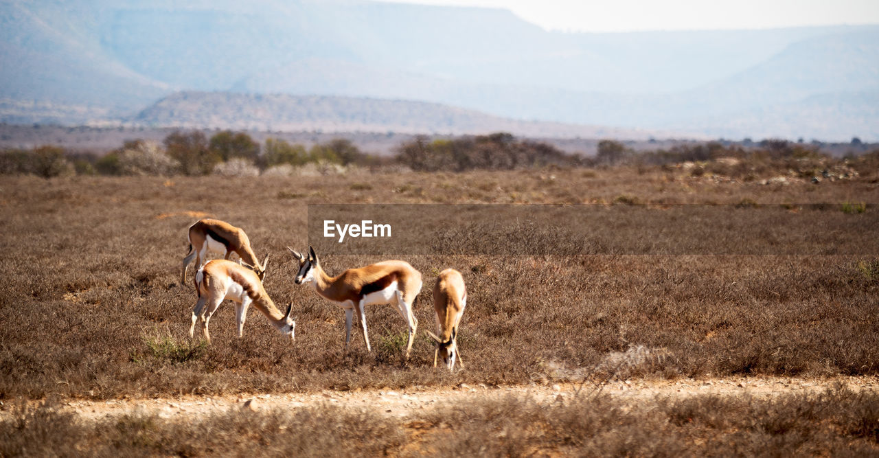 VIEW OF HORSES ON LANDSCAPE