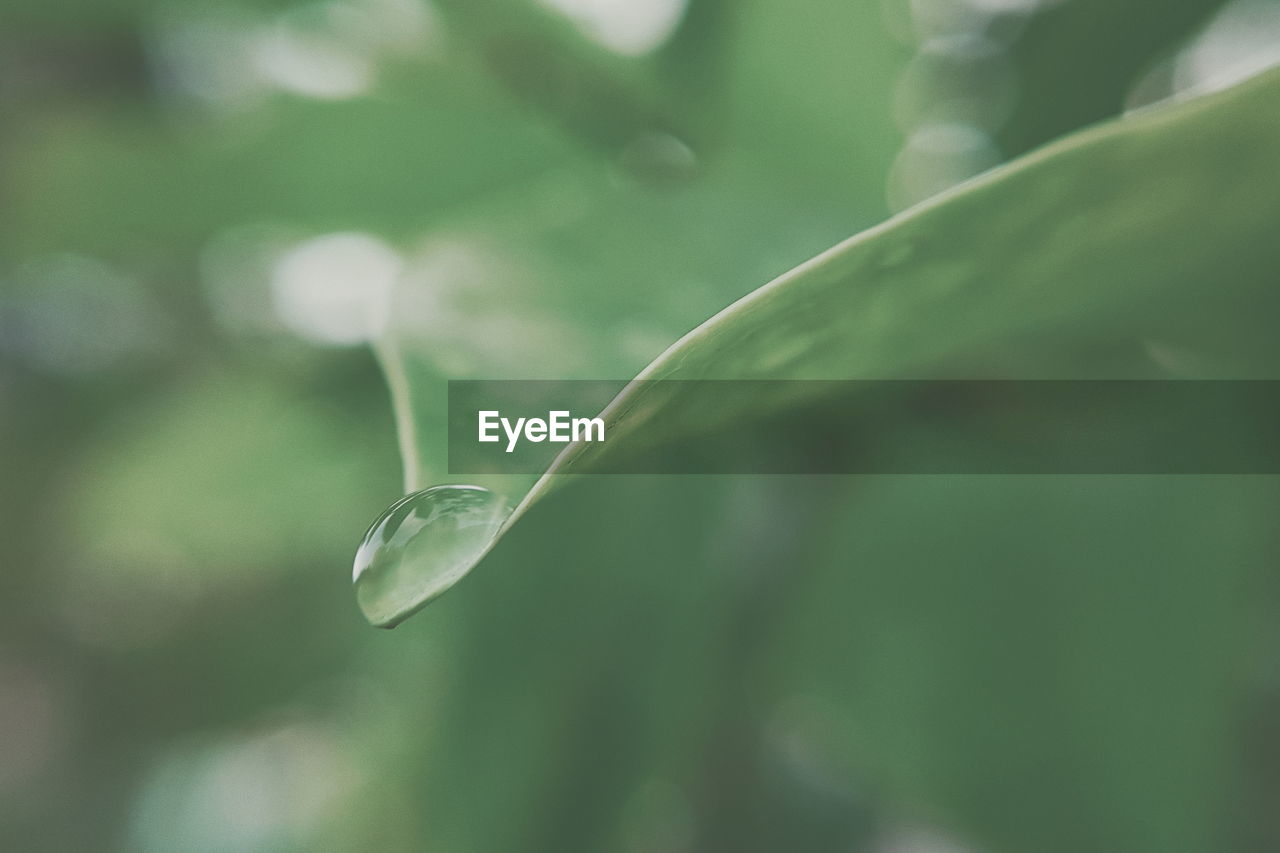 Close-up of water drop on leaf