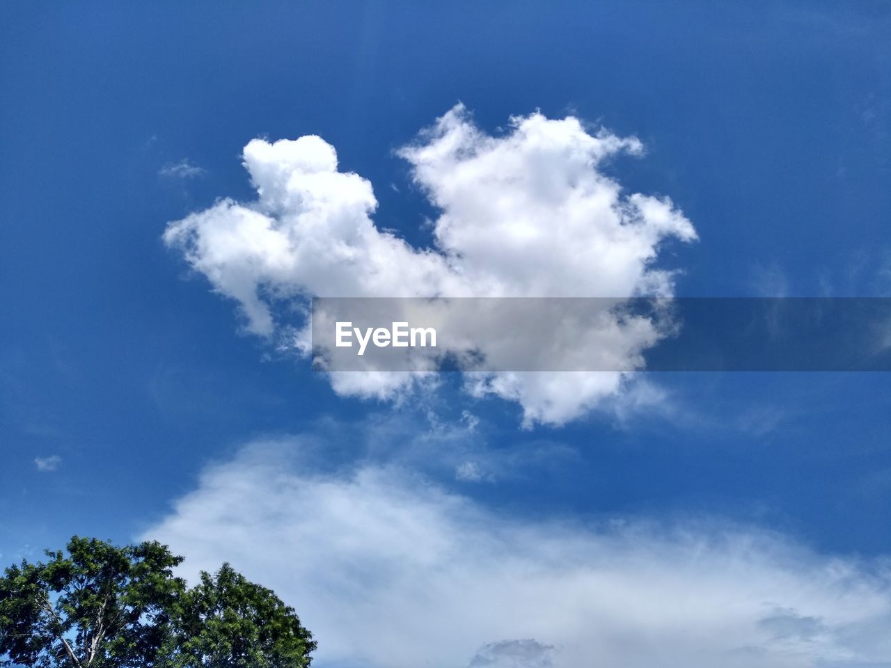 Low angle view of tree against sky