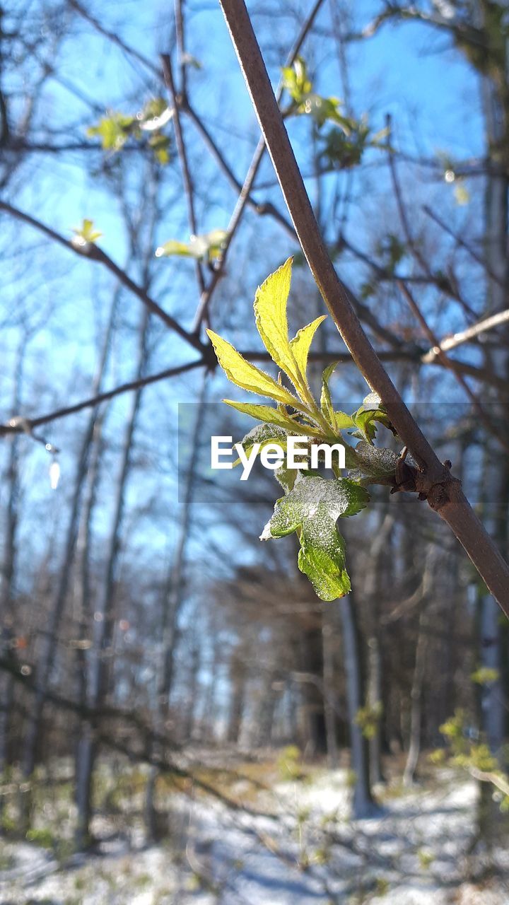 CLOSE-UP OF YELLOW FLOWERING PLANT ON BRANCH