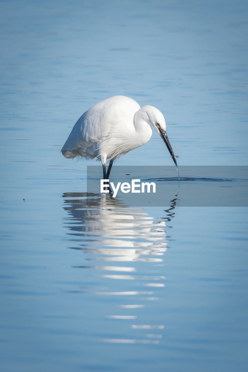 White egret in a lake