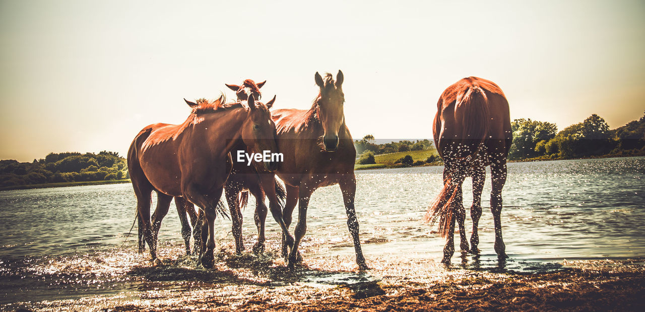 Horses walking in lake