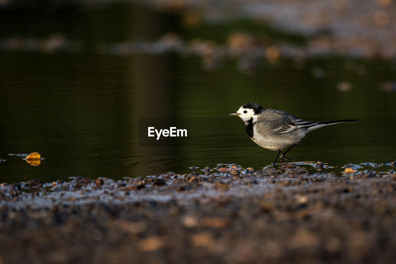 animal, animal themes, nature, animal wildlife, bird, wildlife, one animal, water, selective focus, no people, lake, side view, reflection, beak, songbird, outdoors, day, full length, eating, surface level, food