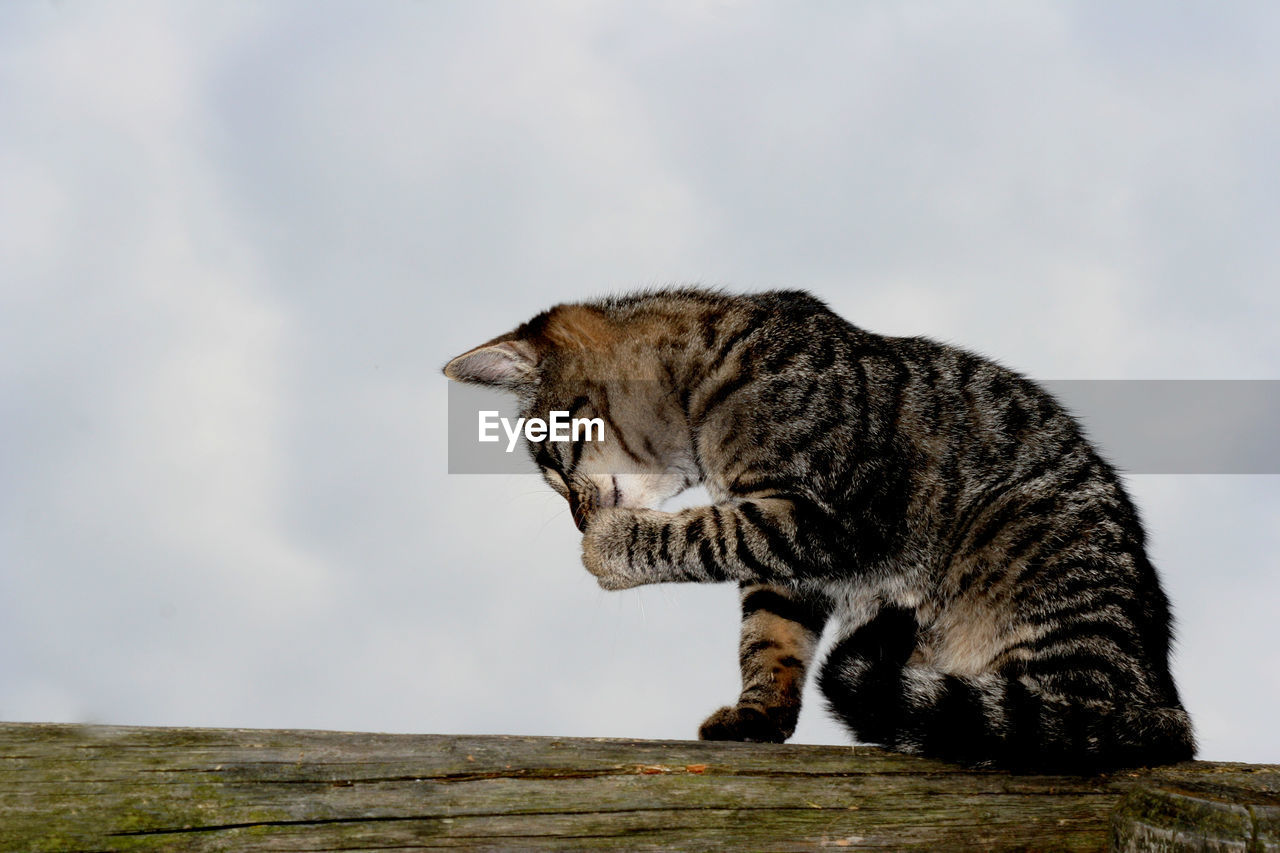 Cat looking away against sky