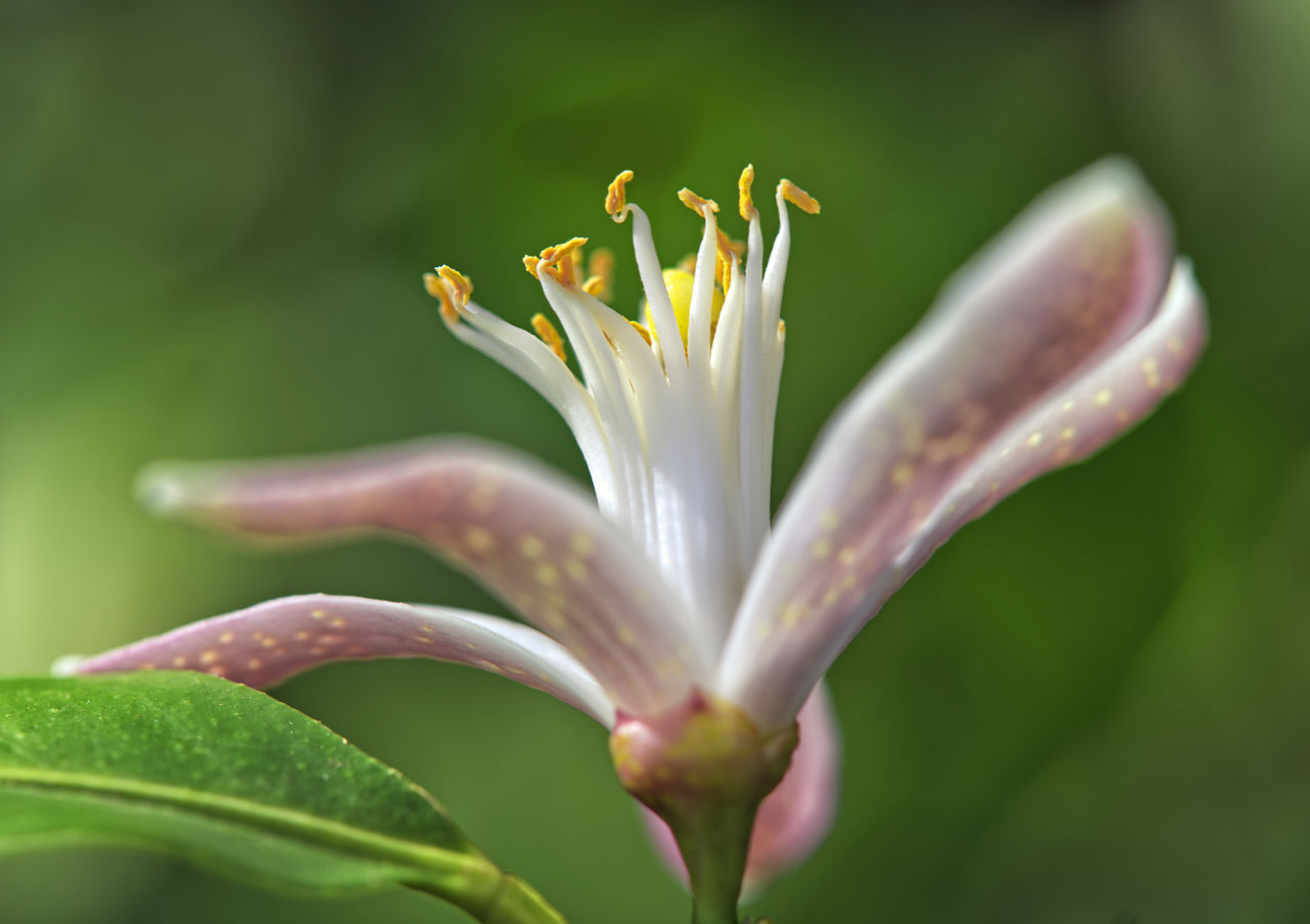 CLOSE-UP OF FLOWER PLANT