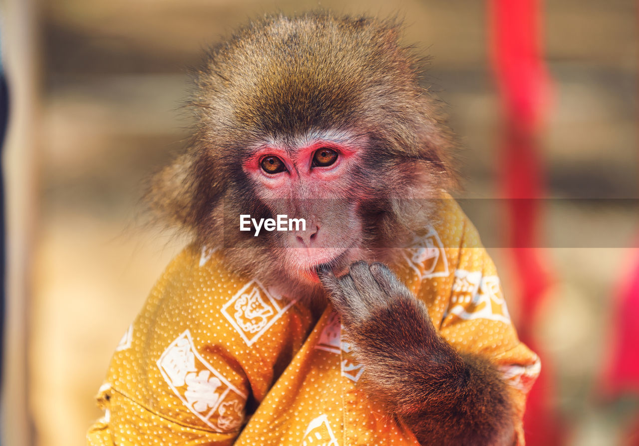 CLOSE-UP PORTRAIT OF MONKEY WITH RED MOUTH