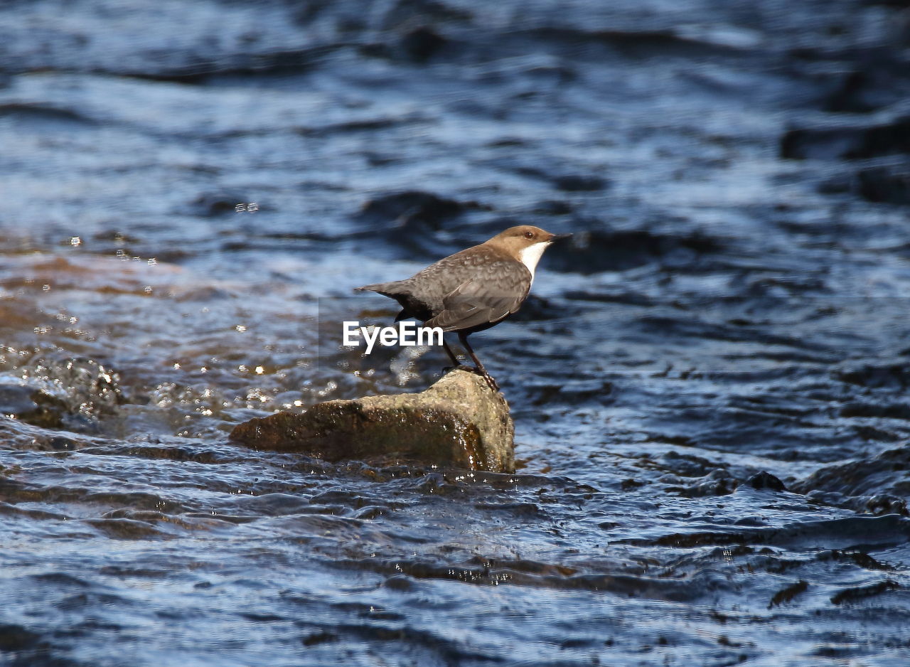 BIRD PERCHING ON A ROCK