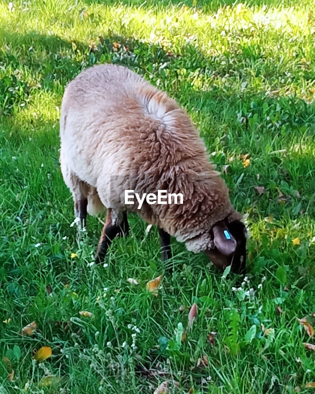 VIEW OF A SHEEP ON FIELD