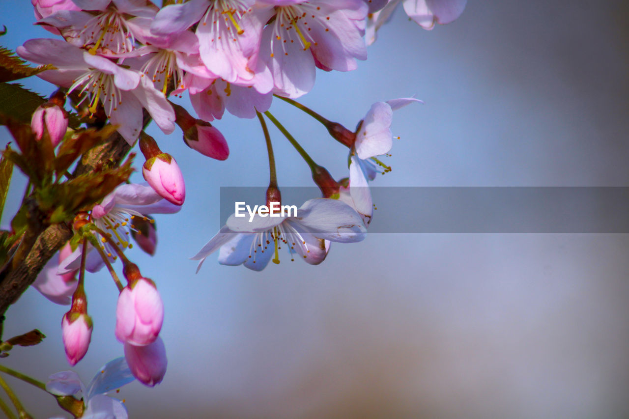 Close-up of pink cherry blossoms in spring