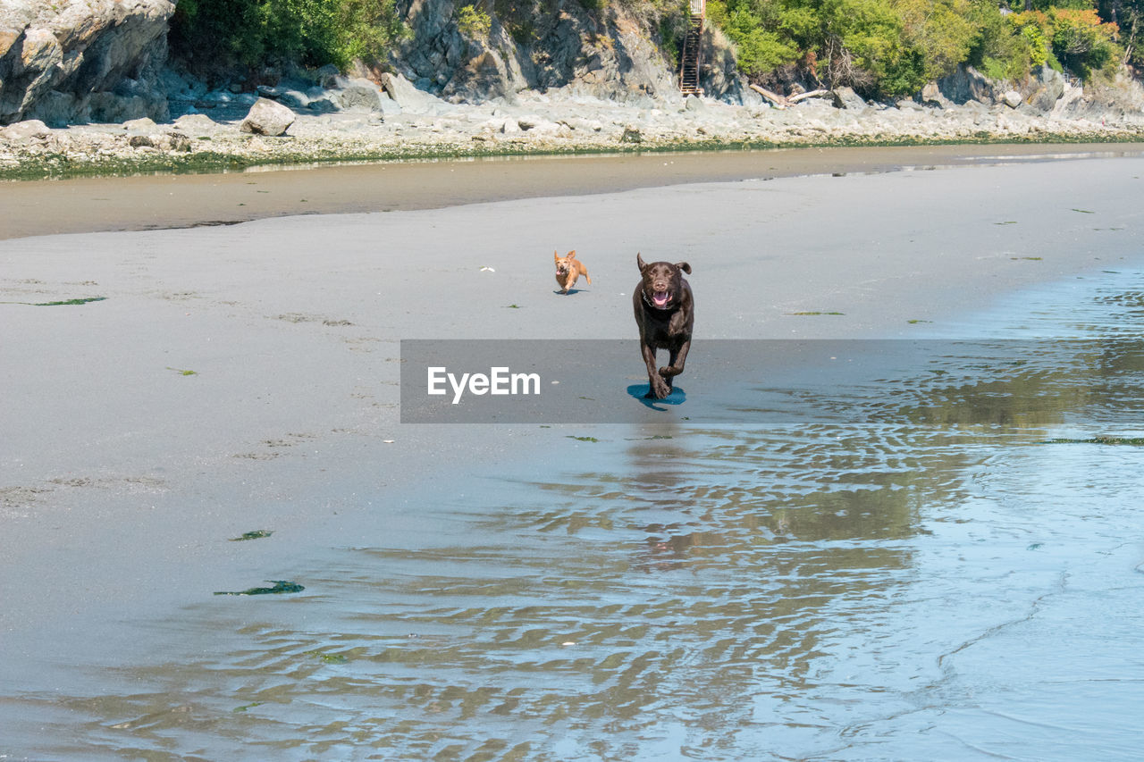 PORTRAIT OF DOG RUNNING ON LAKE